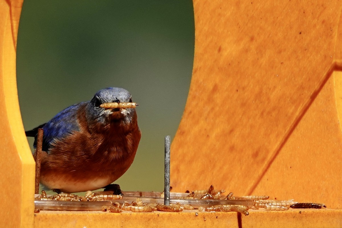 Eastern Bluebird - ML646428234