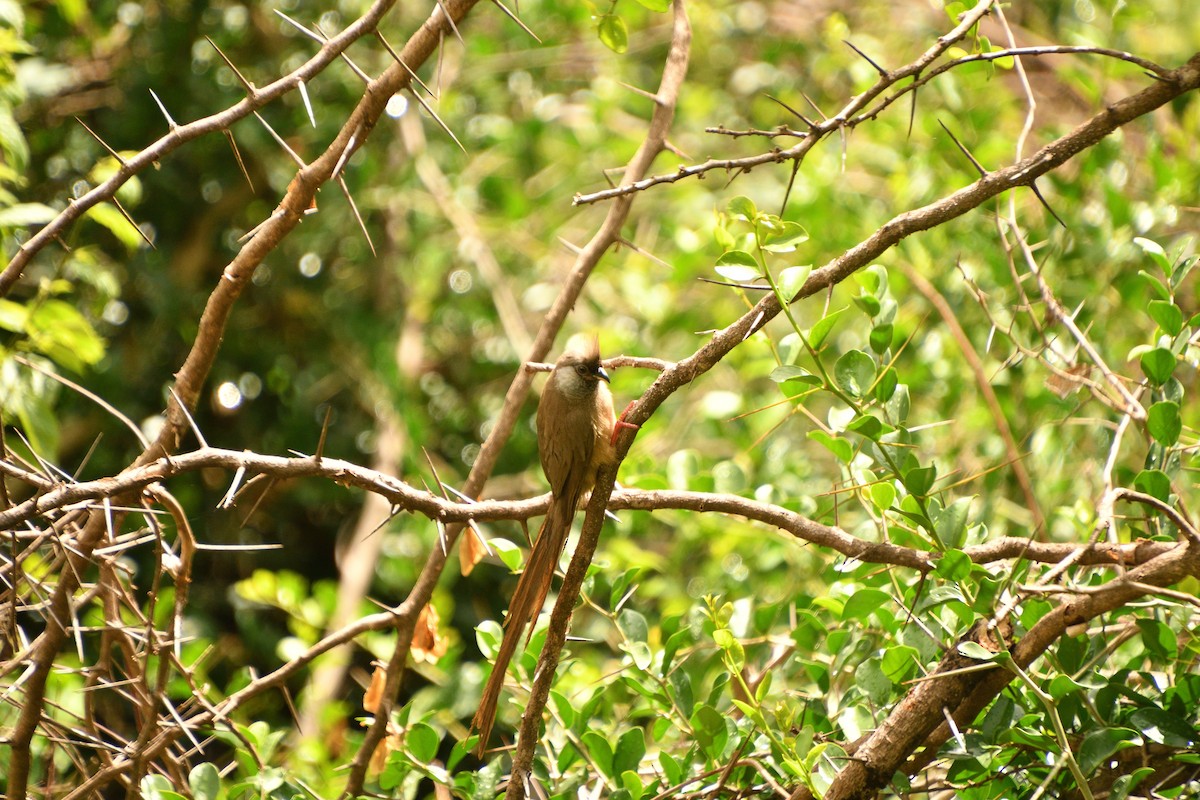 Speckled Mousebird - ML646428235