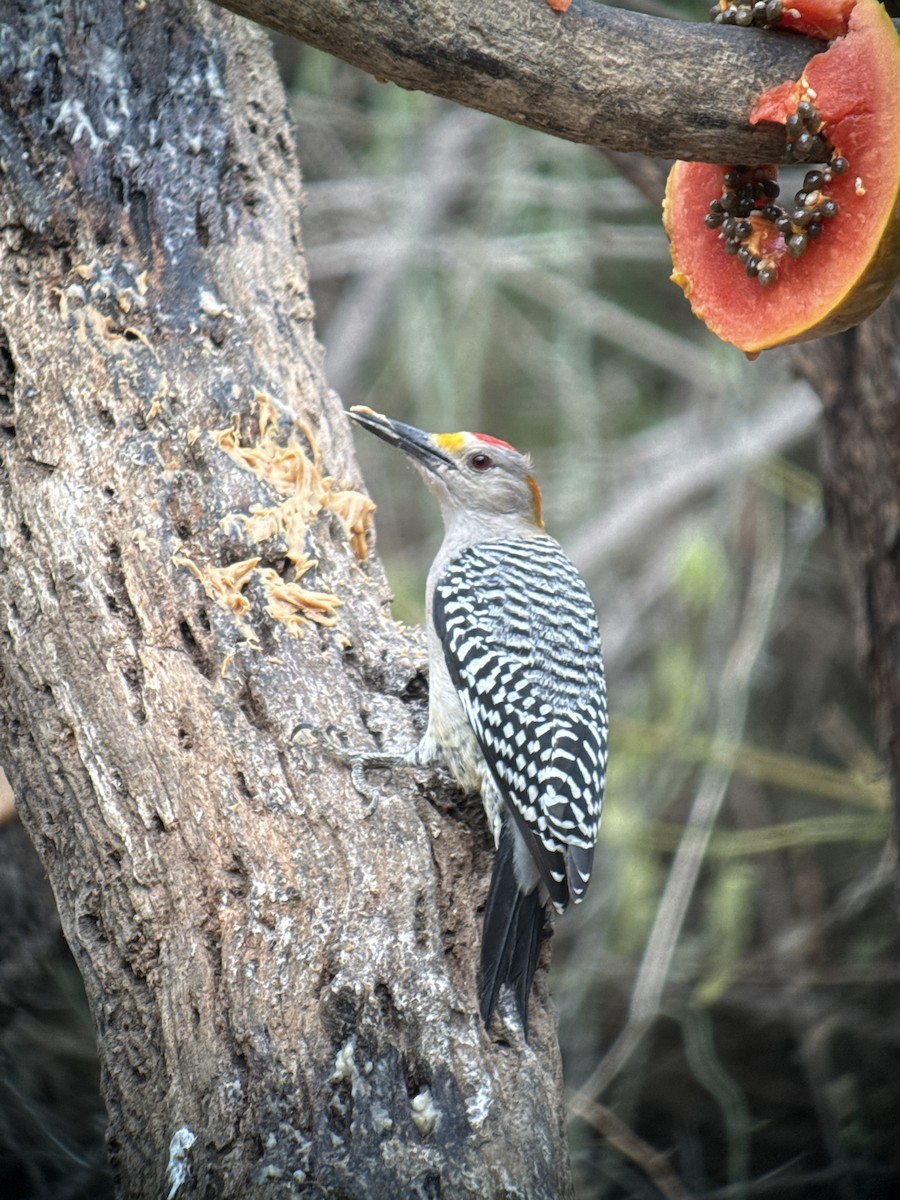 Golden-fronted Woodpecker - ML646428236