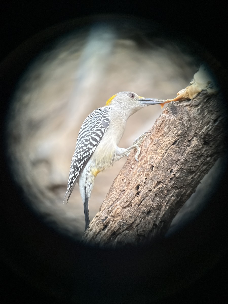 Golden-fronted Woodpecker - ML646428237