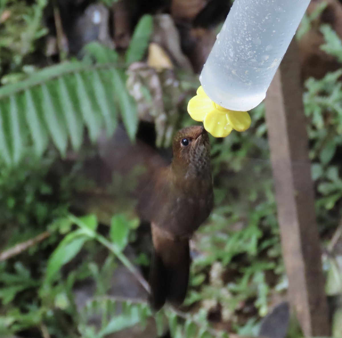 Bronzy Inca - ML646428238