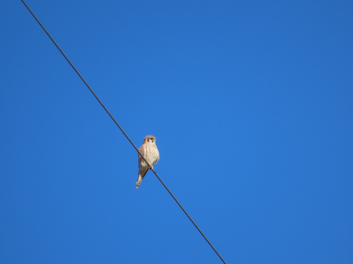 American Kestrel - ML646428239