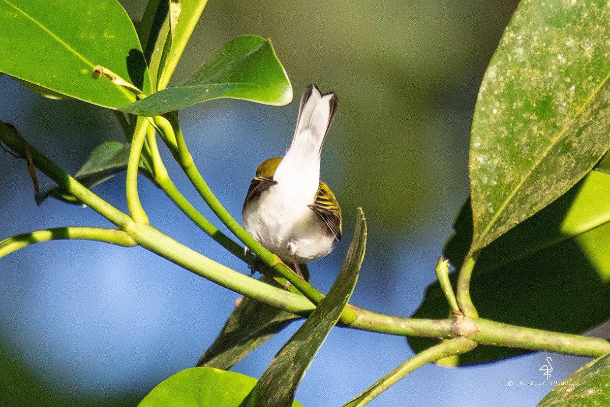 ワキチャアメリカムシクイ - ML646428240