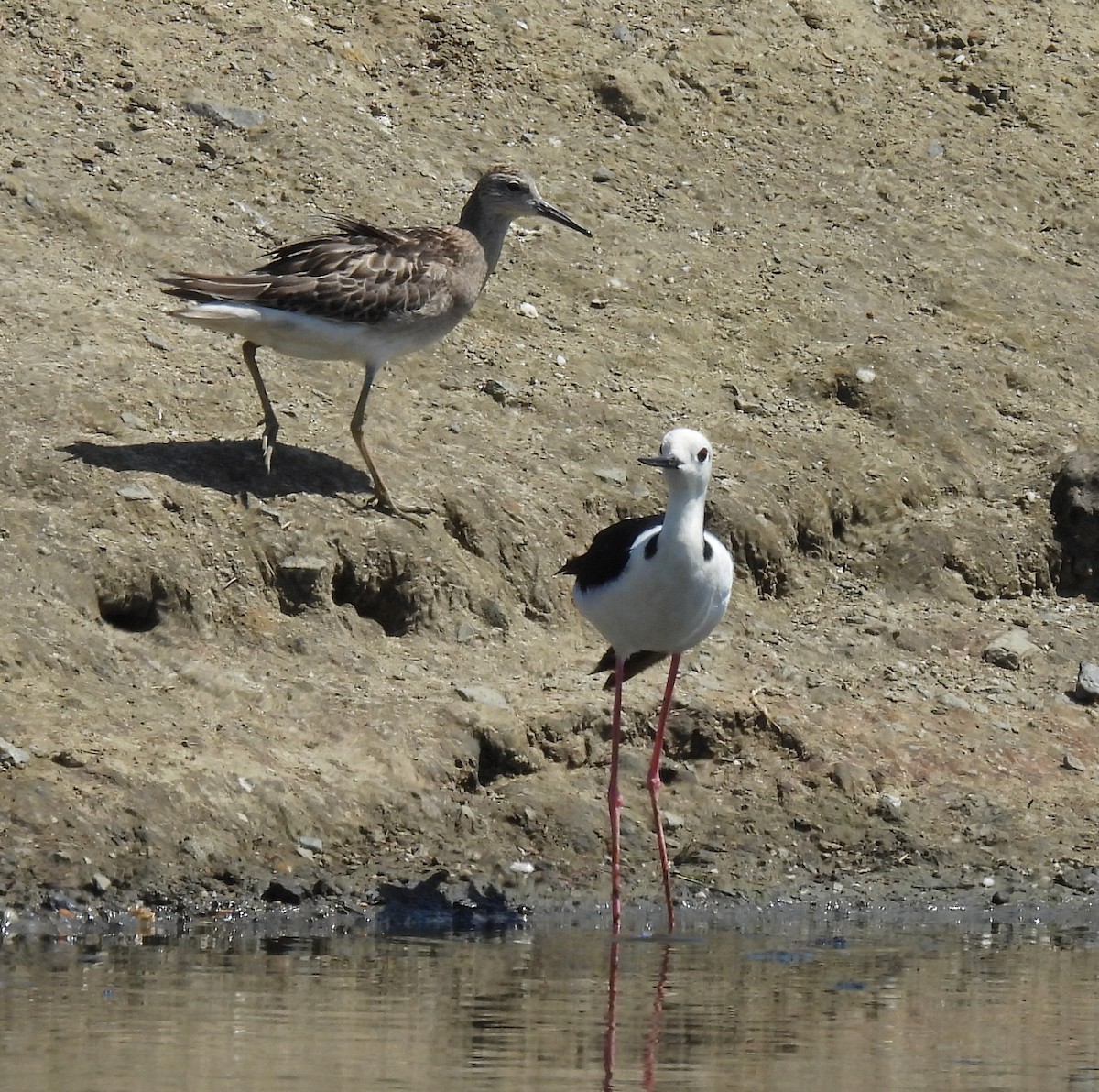 Combattente - ML646428241