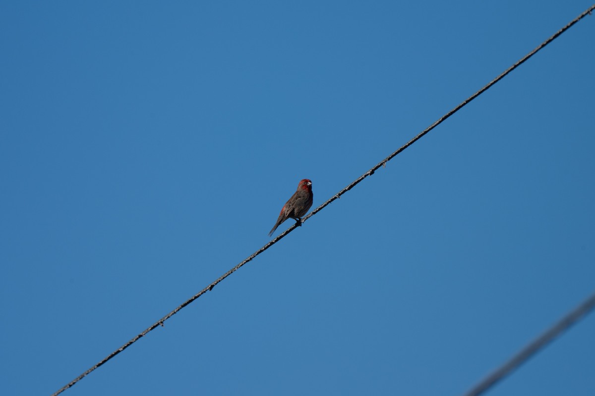 House Finch - ML646428250