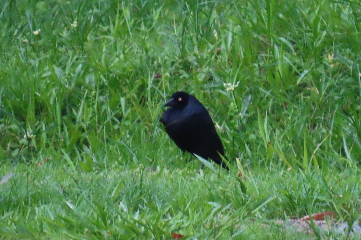 Giant Cowbird - ML646428252