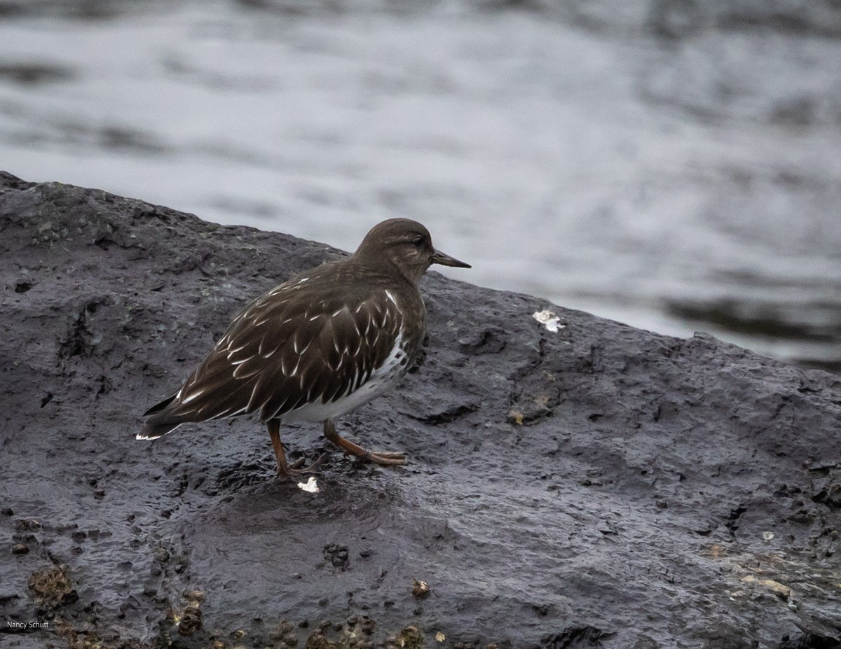 Black Turnstone - ML646428253