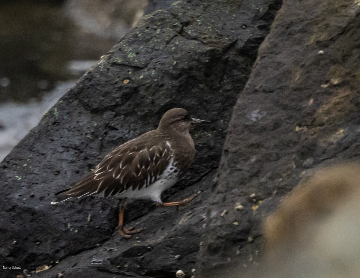 Black Turnstone - ML646428255