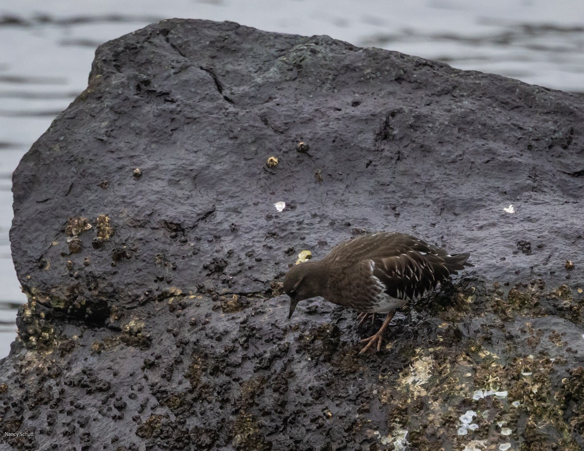 Black Turnstone - ML646428256