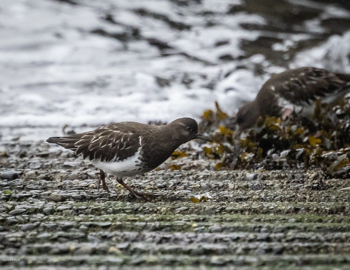 Black Turnstone - ML646428257