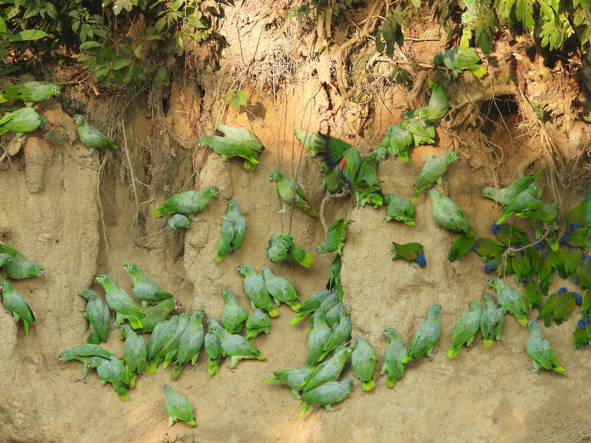 Mealy Amazon - ML646428258