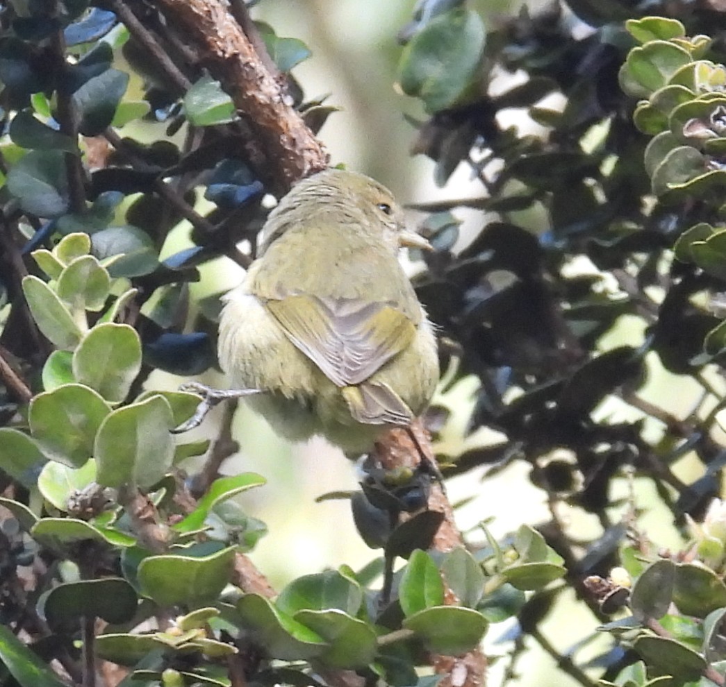 Hawaii Akepa - ML646428259