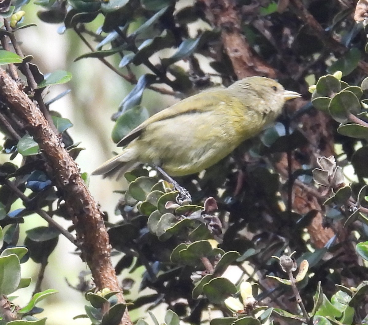 Hawaii Akepa - ML646428260