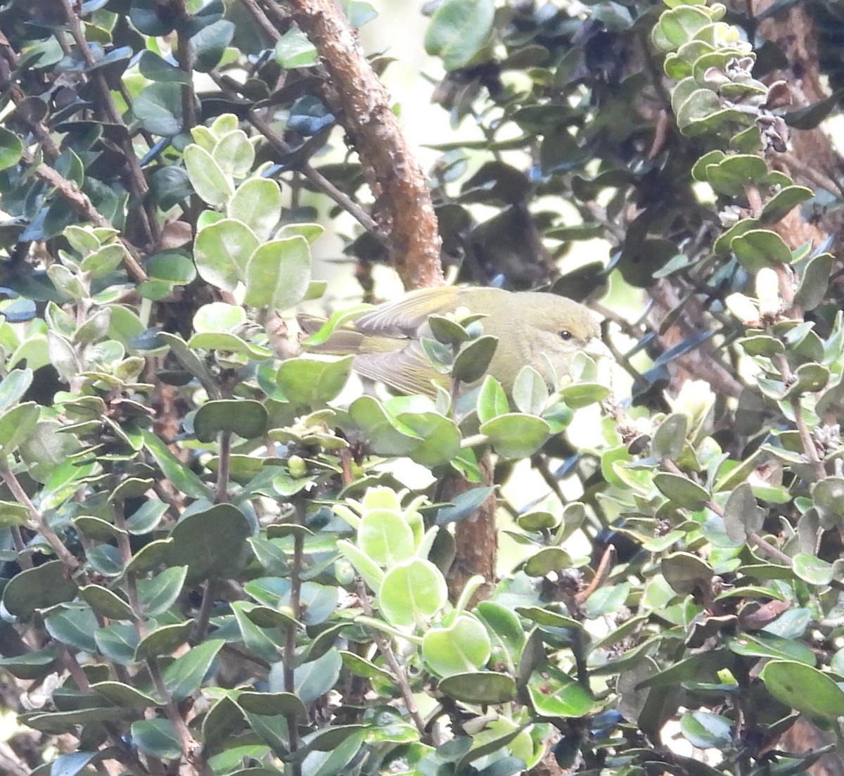 Hawaii Akepa - ML646428261