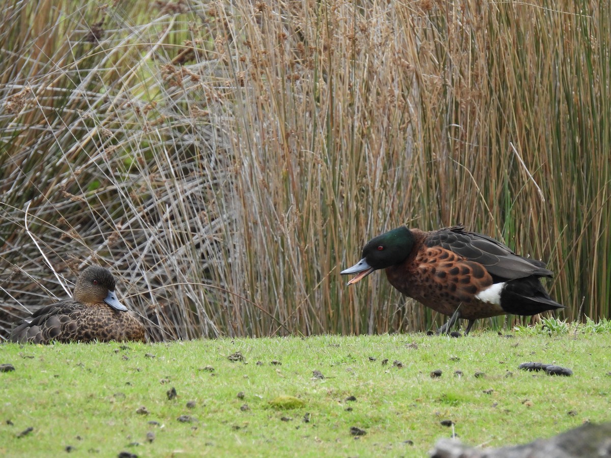 Chestnut Teal - ML646428262