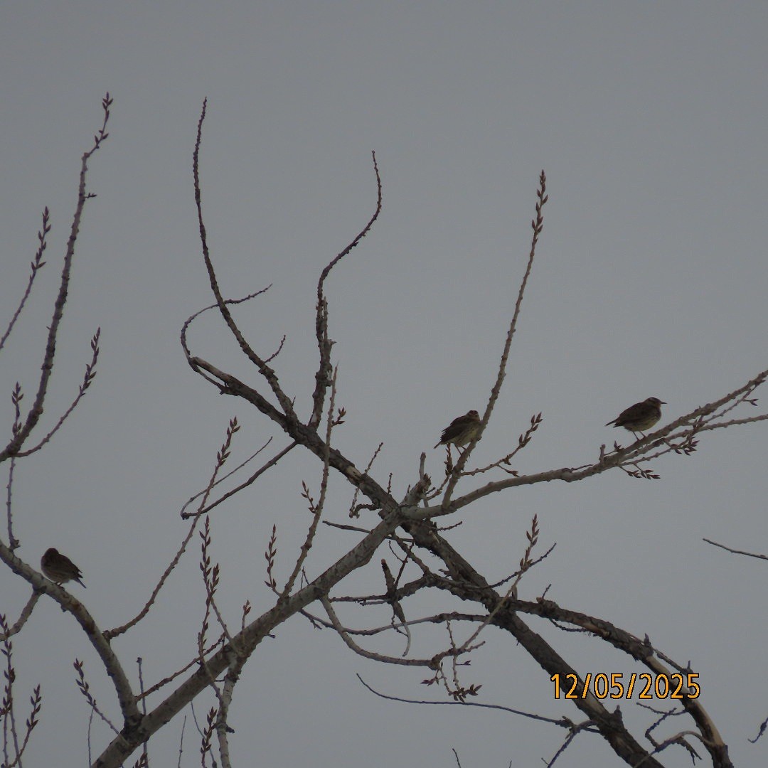 Western Meadowlark - ML646428263