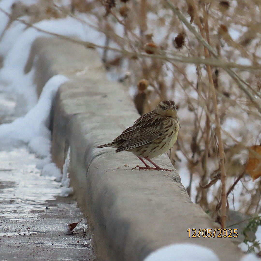 Western Meadowlark - ML646428264