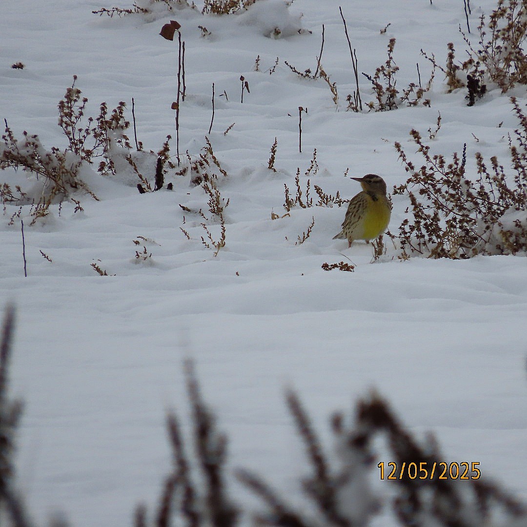 Western Meadowlark - ML646428265