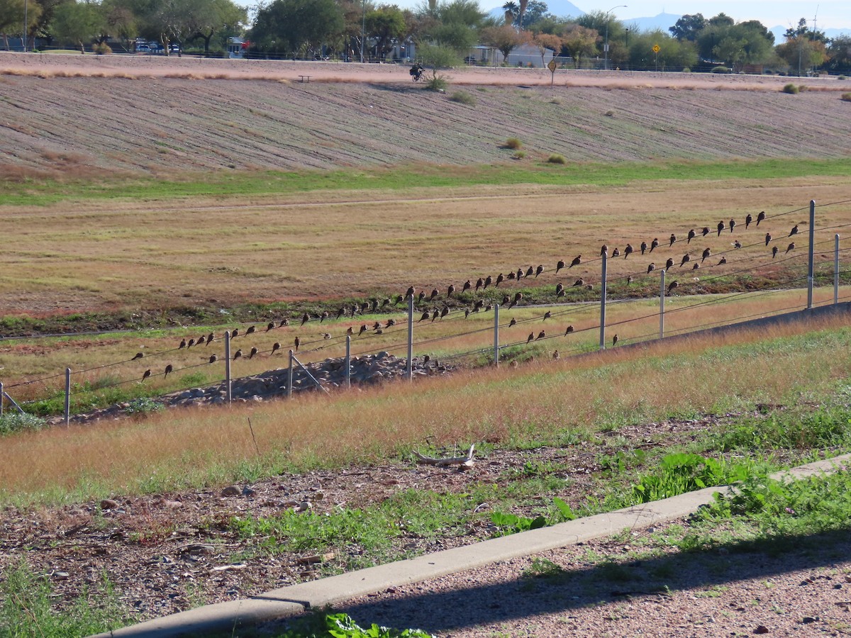 Mourning Dove - ML646428266