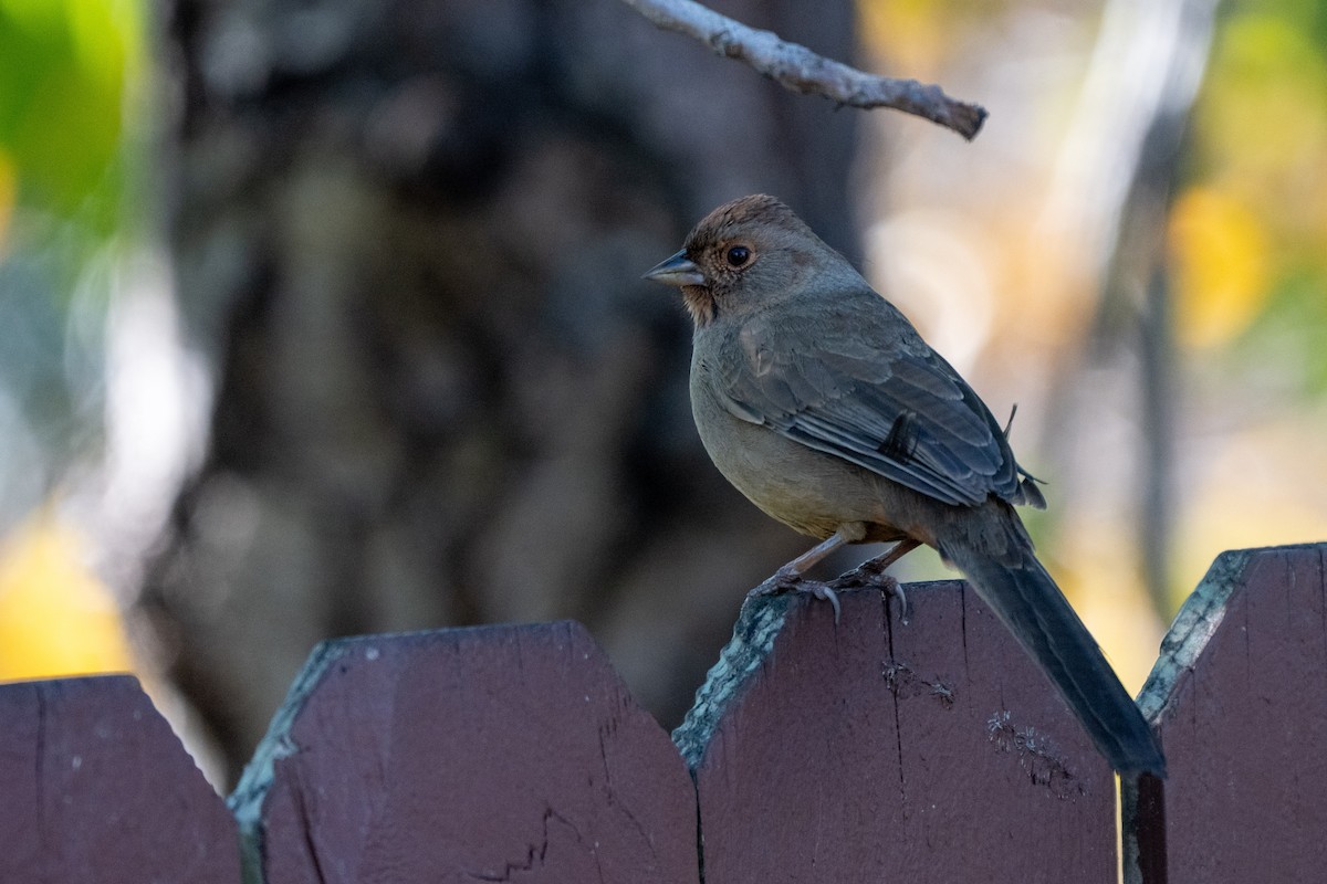 California Towhee - ML646428268