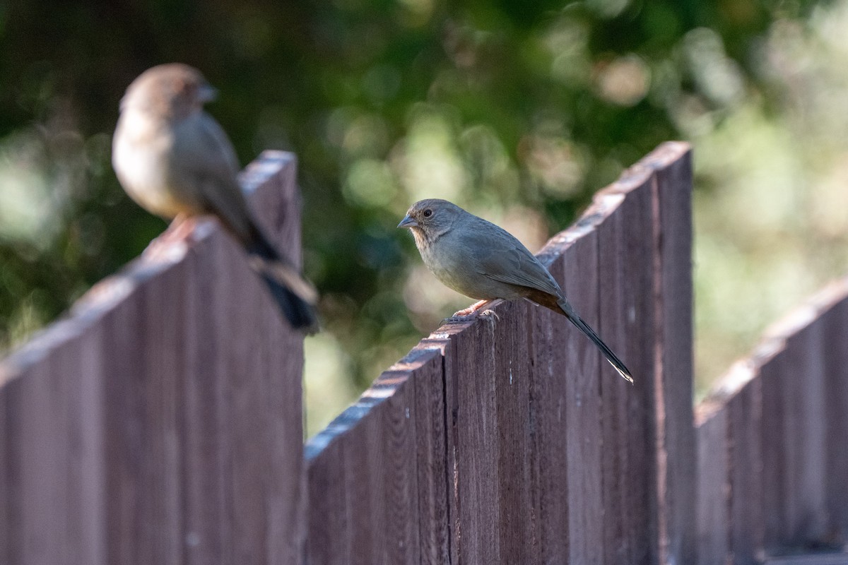 California Towhee - ML646428269