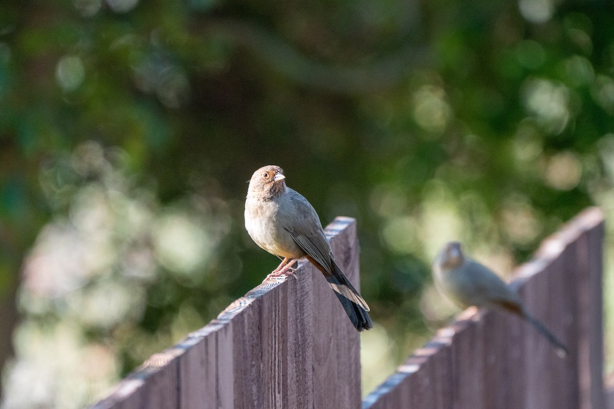 California Towhee - ML646428270
