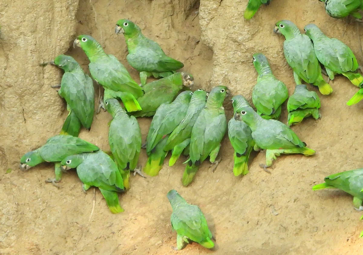 Mealy Amazon - ML646428271