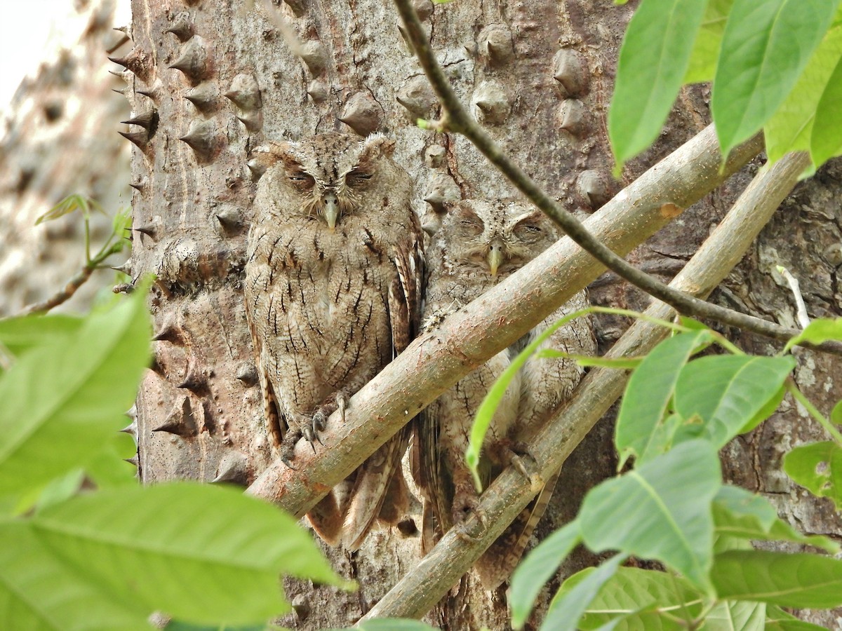 výreček pacifický - ML646428272