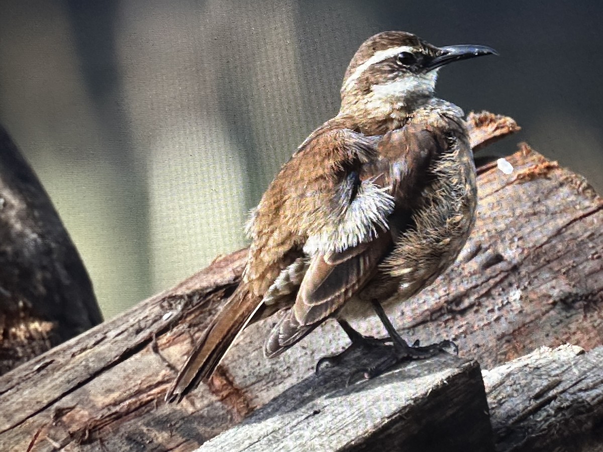 Stout-billed Cinclodes - ML646428273