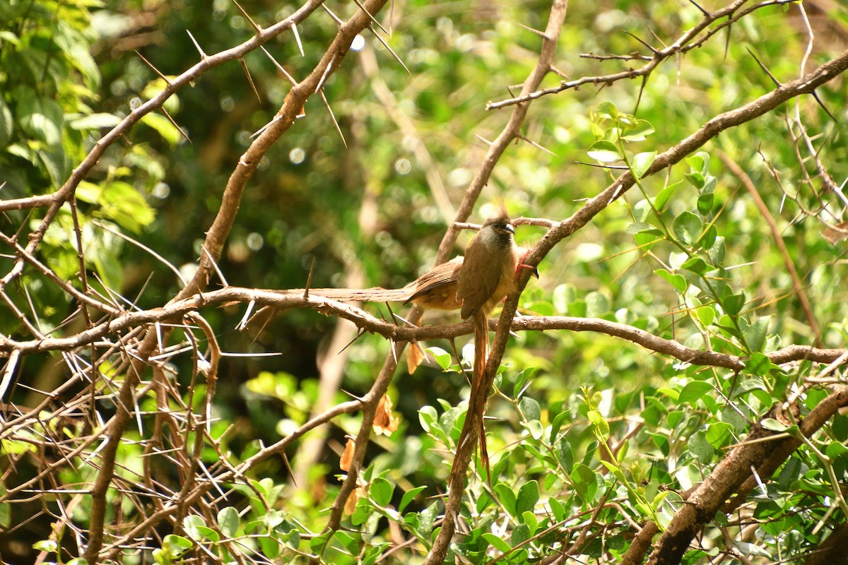 Speckled Mousebird - ML646428274