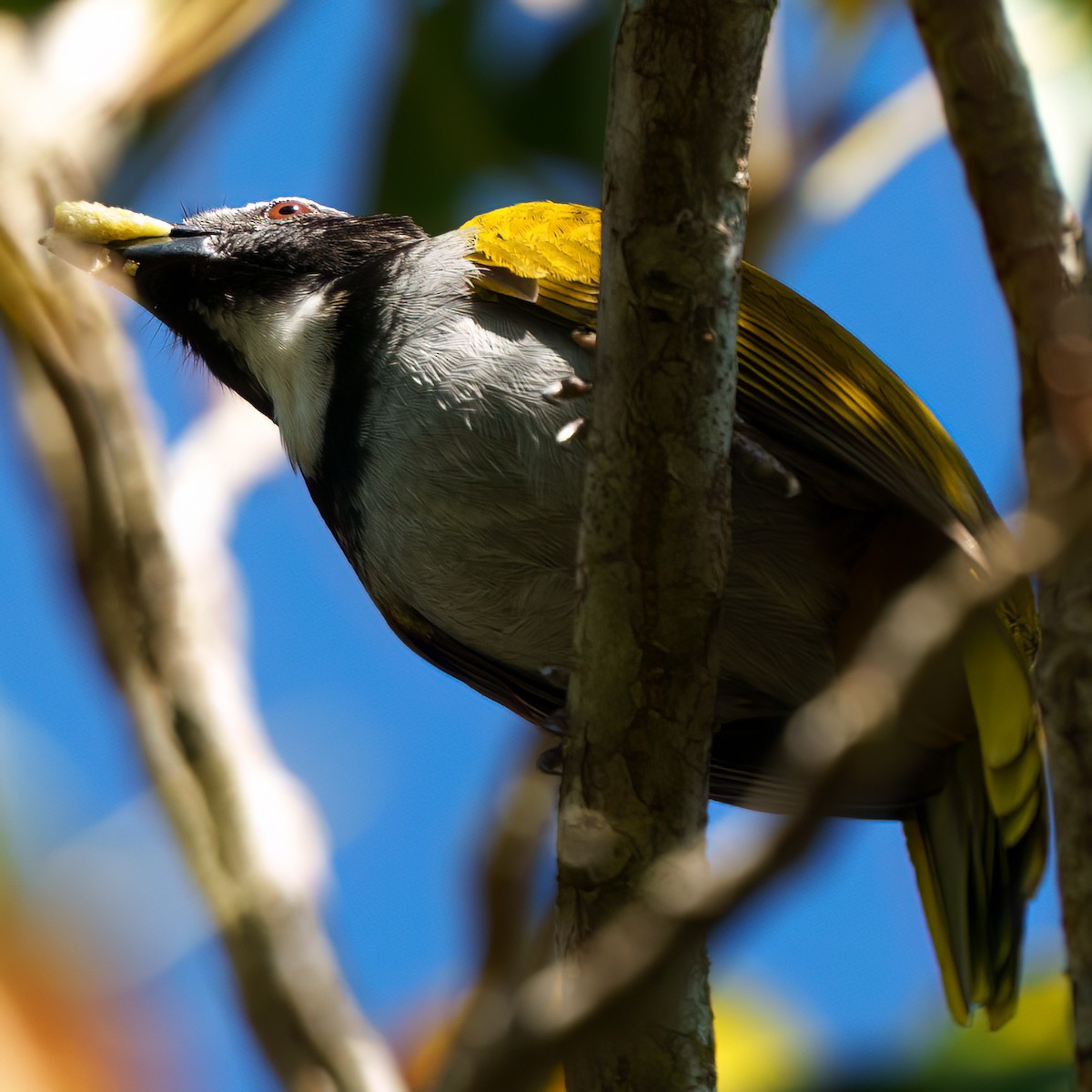 Black-headed Saltator - ML646428275