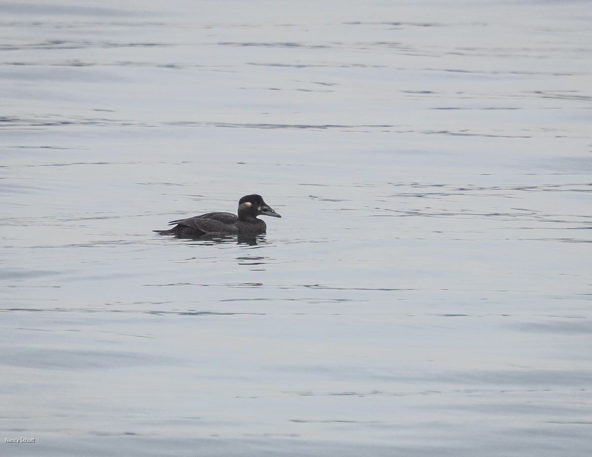 Surf Scoter - ML646428276