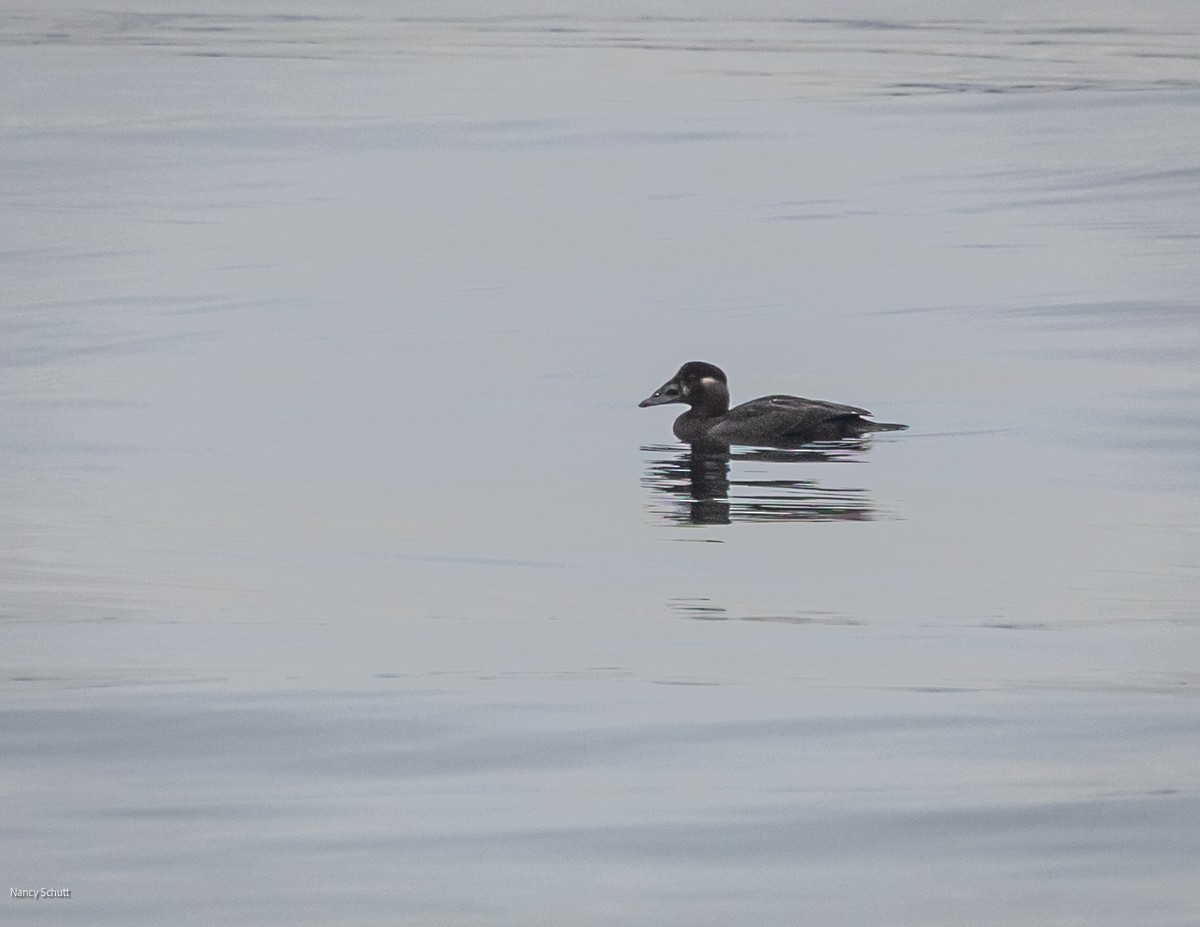 Surf Scoter - ML646428277