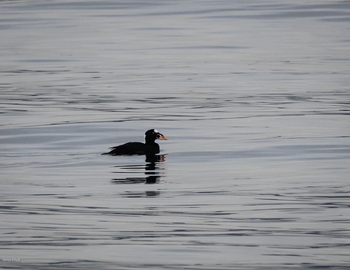 Surf Scoter - ML646428278