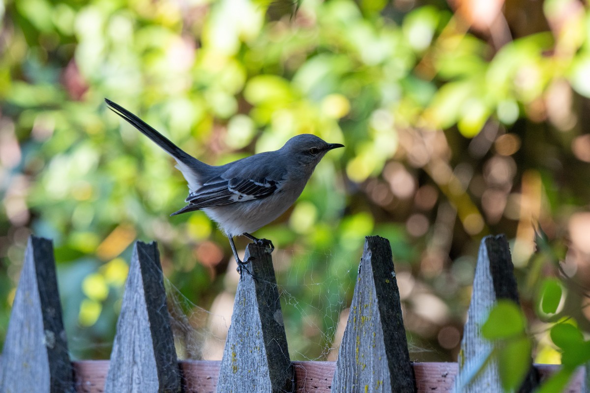 Northern Mockingbird - ML646428279