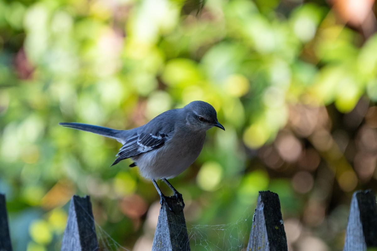 Northern Mockingbird - ML646428280