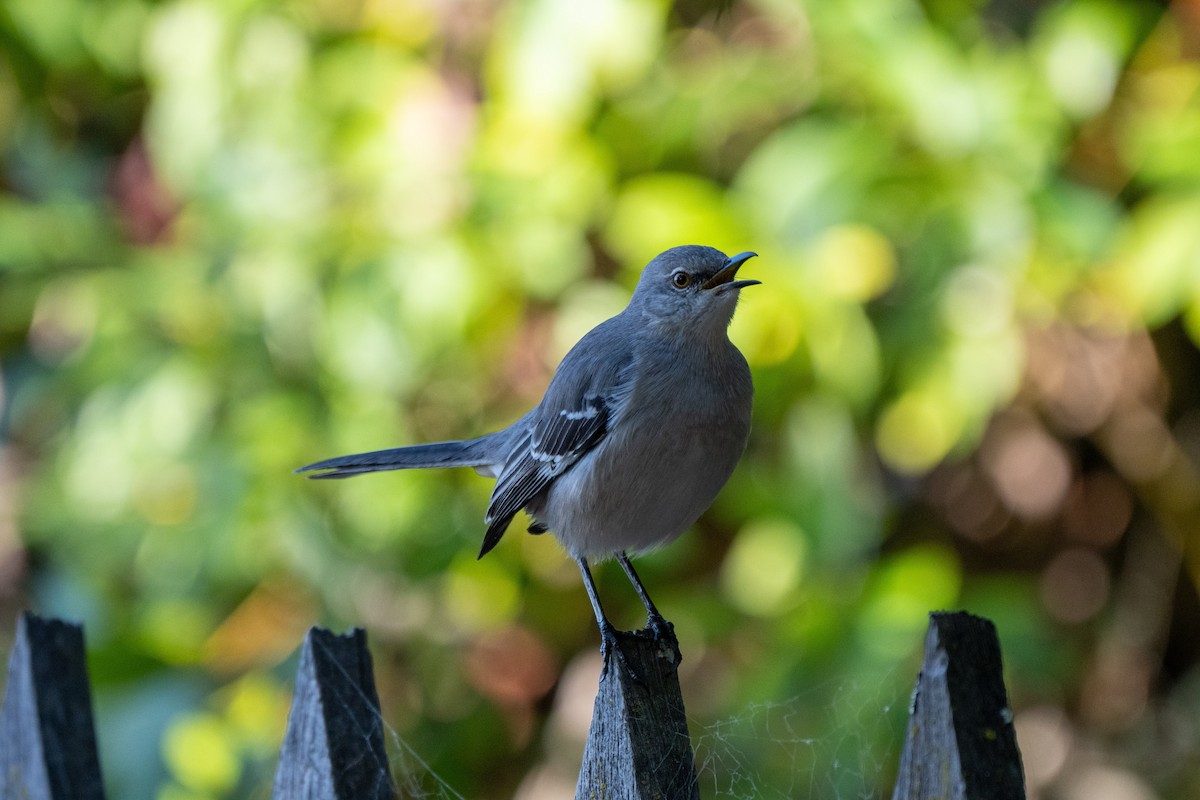 Northern Mockingbird - ML646428281