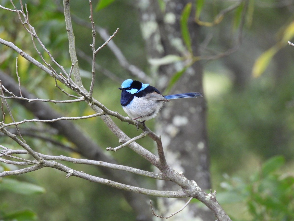 Superb Fairywren - ML646428284