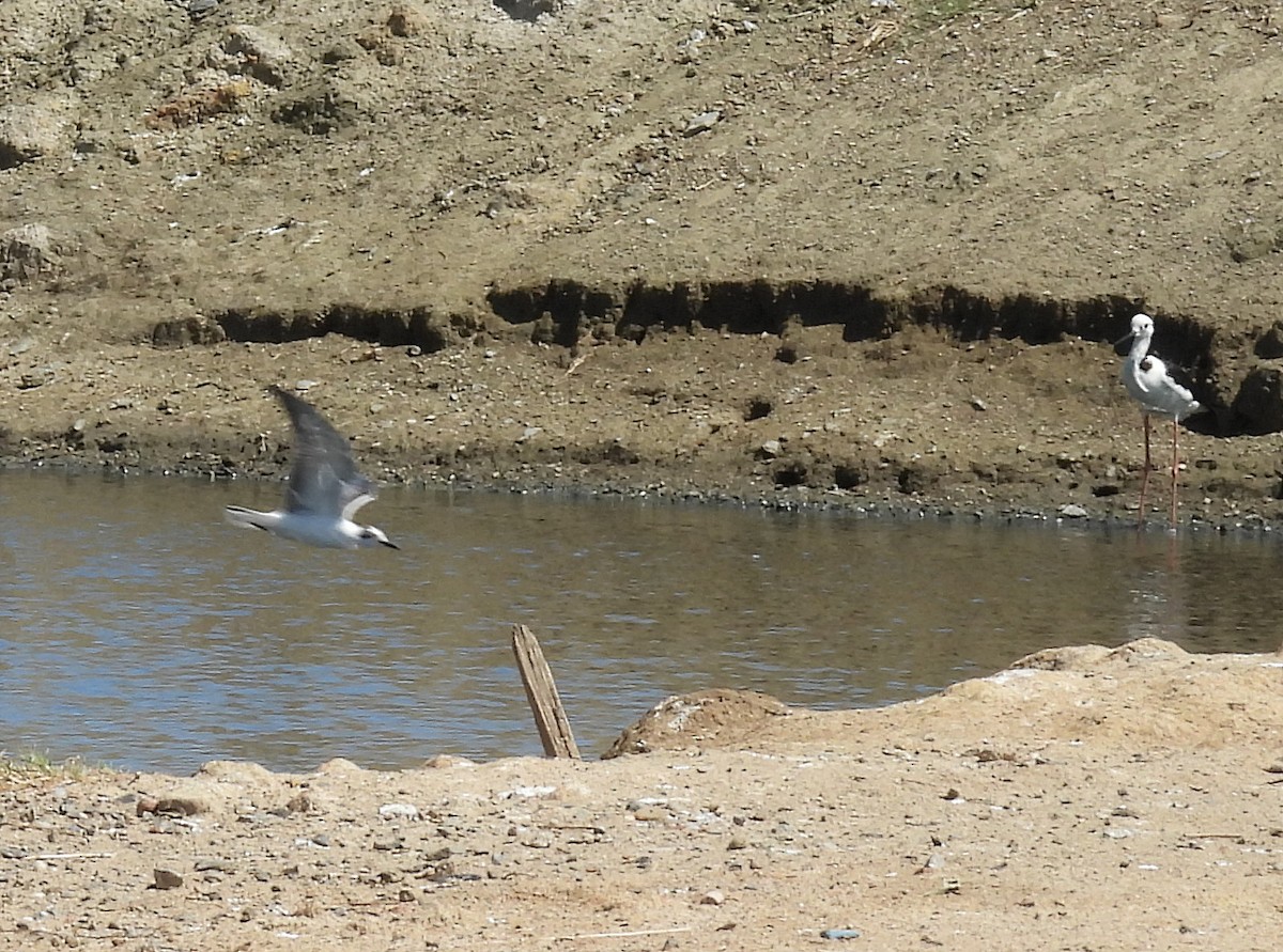 Mignattino alibianche - ML646428285