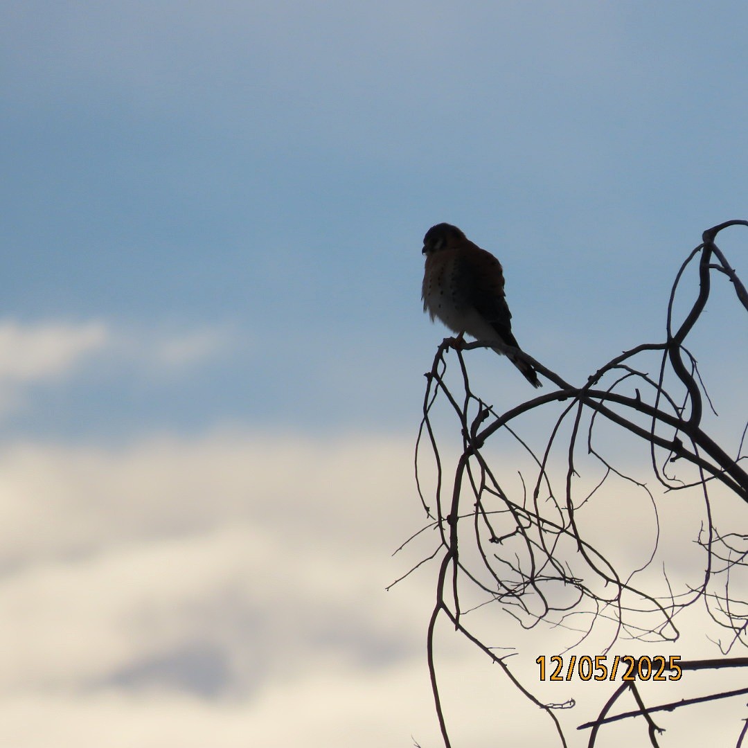 American Kestrel - ML646428286
