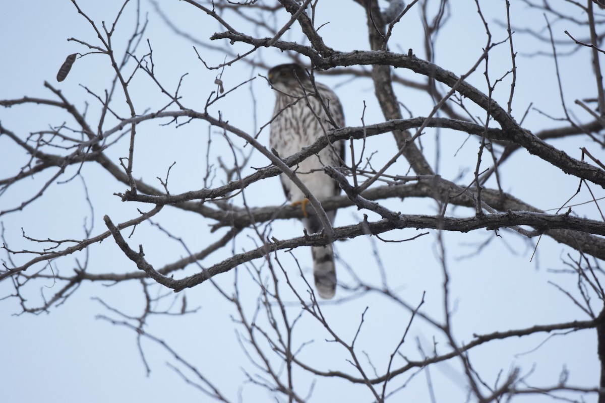 Cooper's Hawk - ML646428287