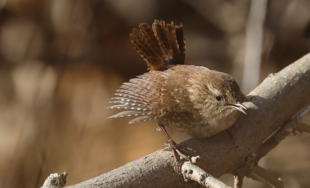Winter Wren - ML646428289