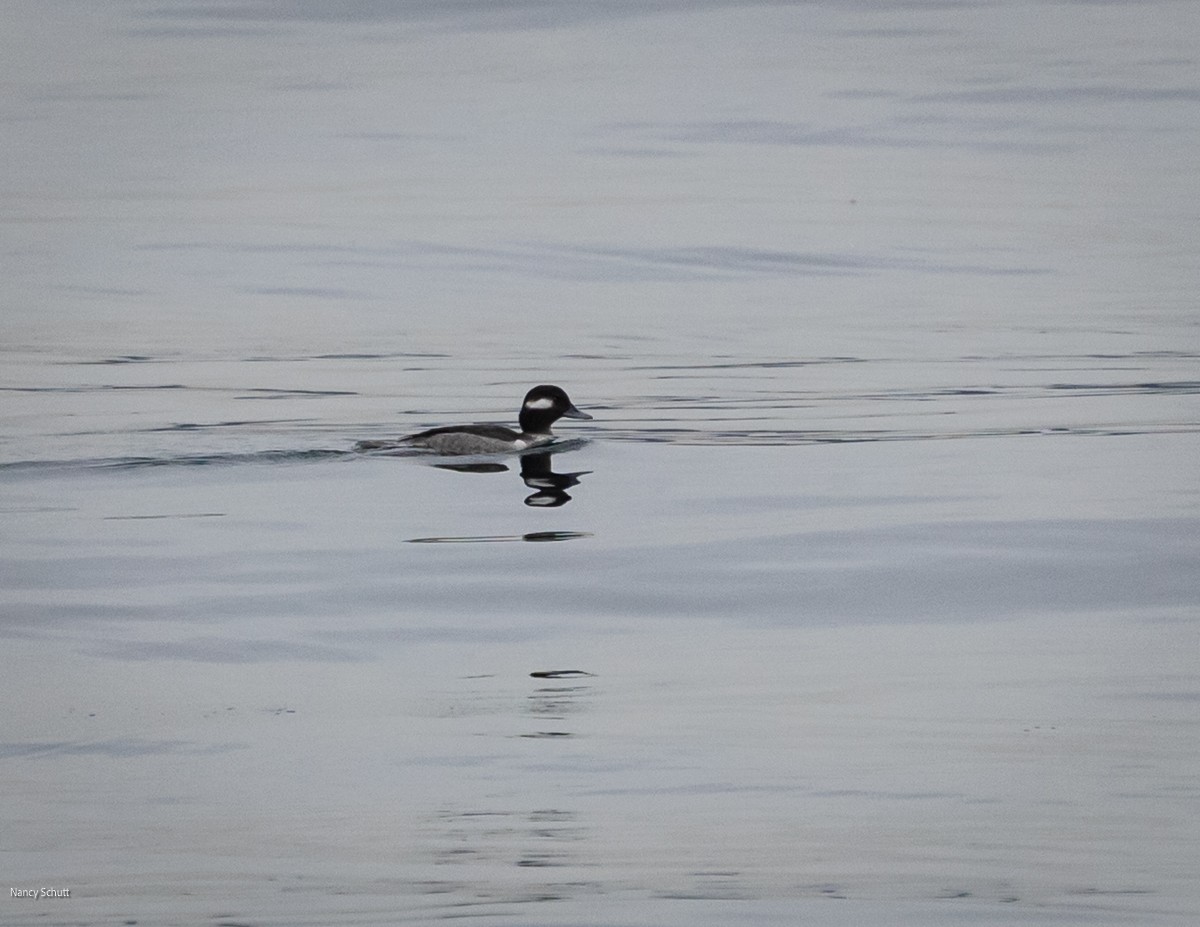 Bufflehead - ML646428290