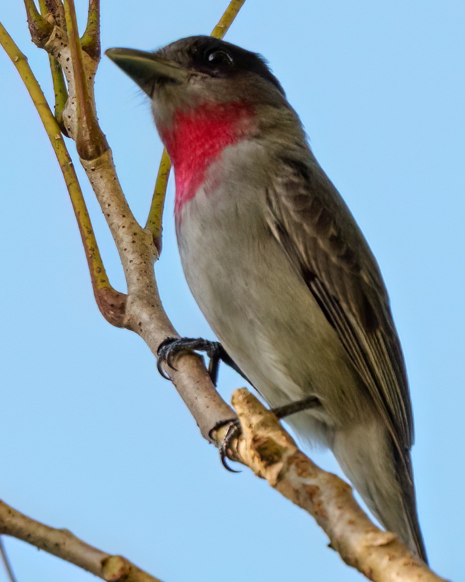 Rose-throated Becard - ML646428291