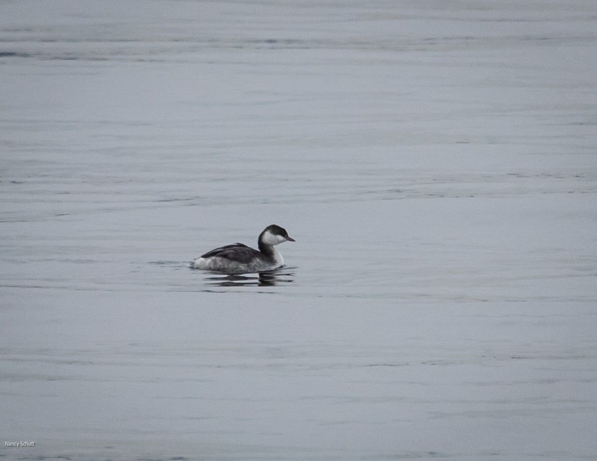 Horned Grebe - ML646428292
