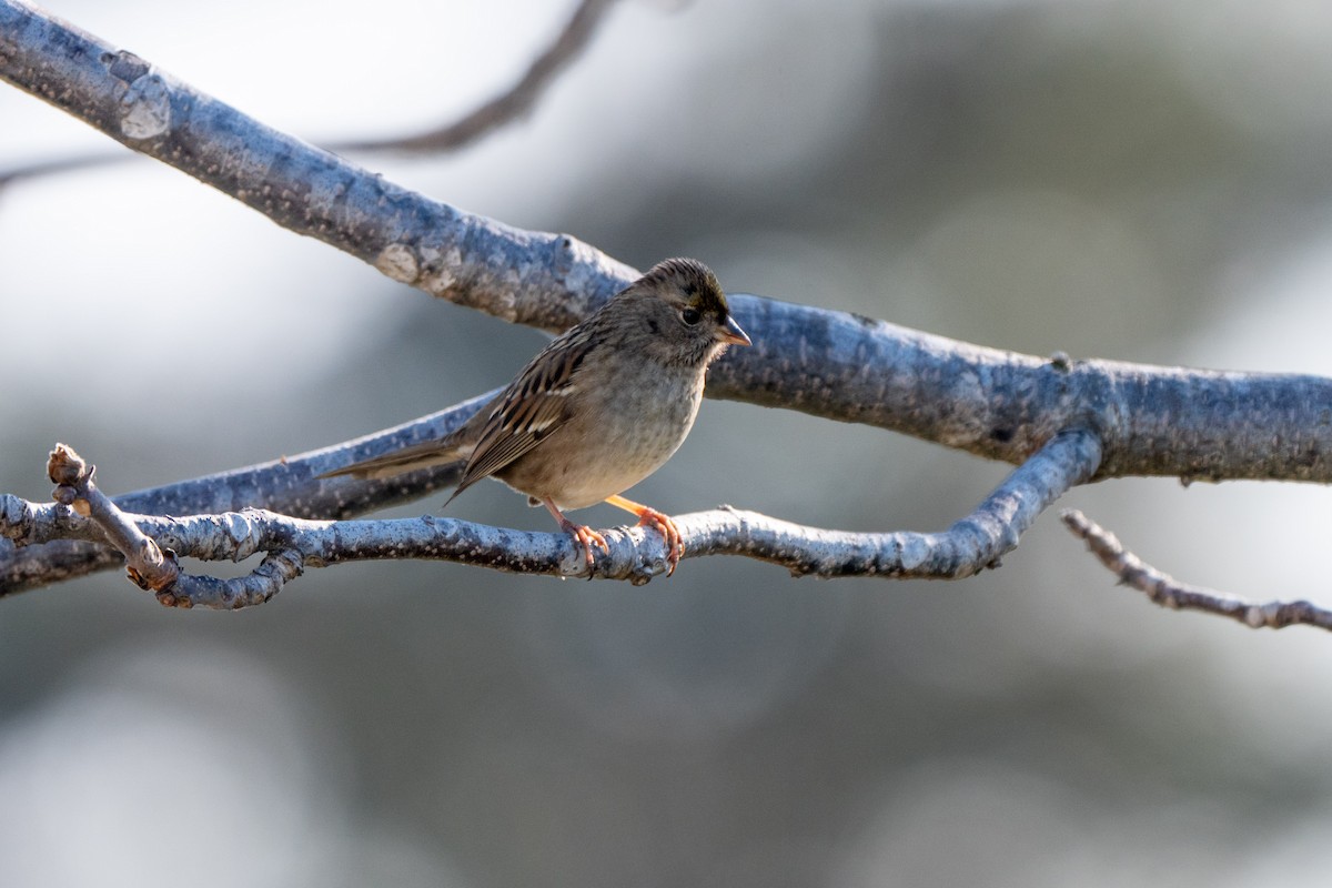 Golden-crowned Sparrow - ML646428293