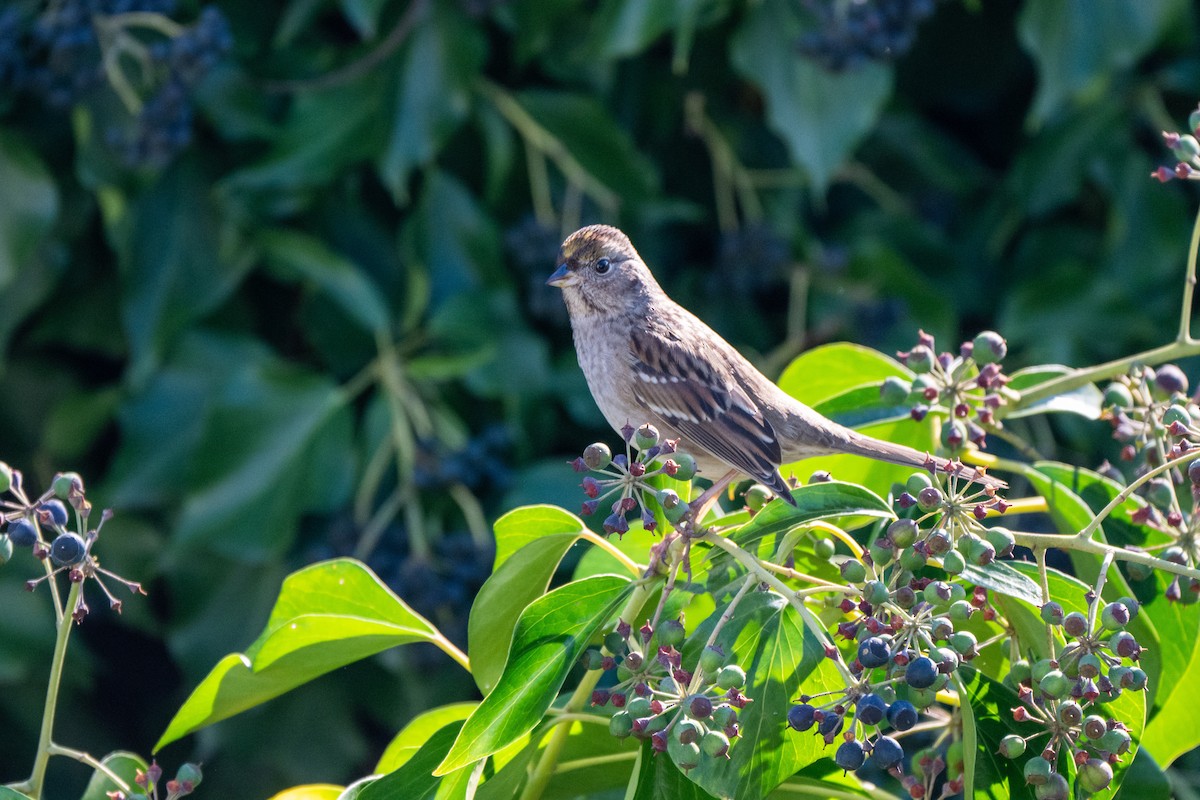 Golden-crowned Sparrow - ML646428294