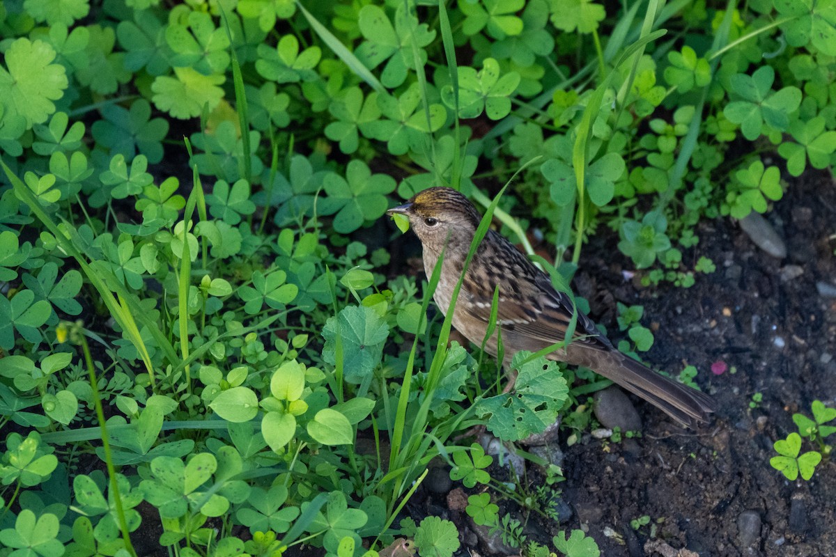 Golden-crowned Sparrow - ML646428295