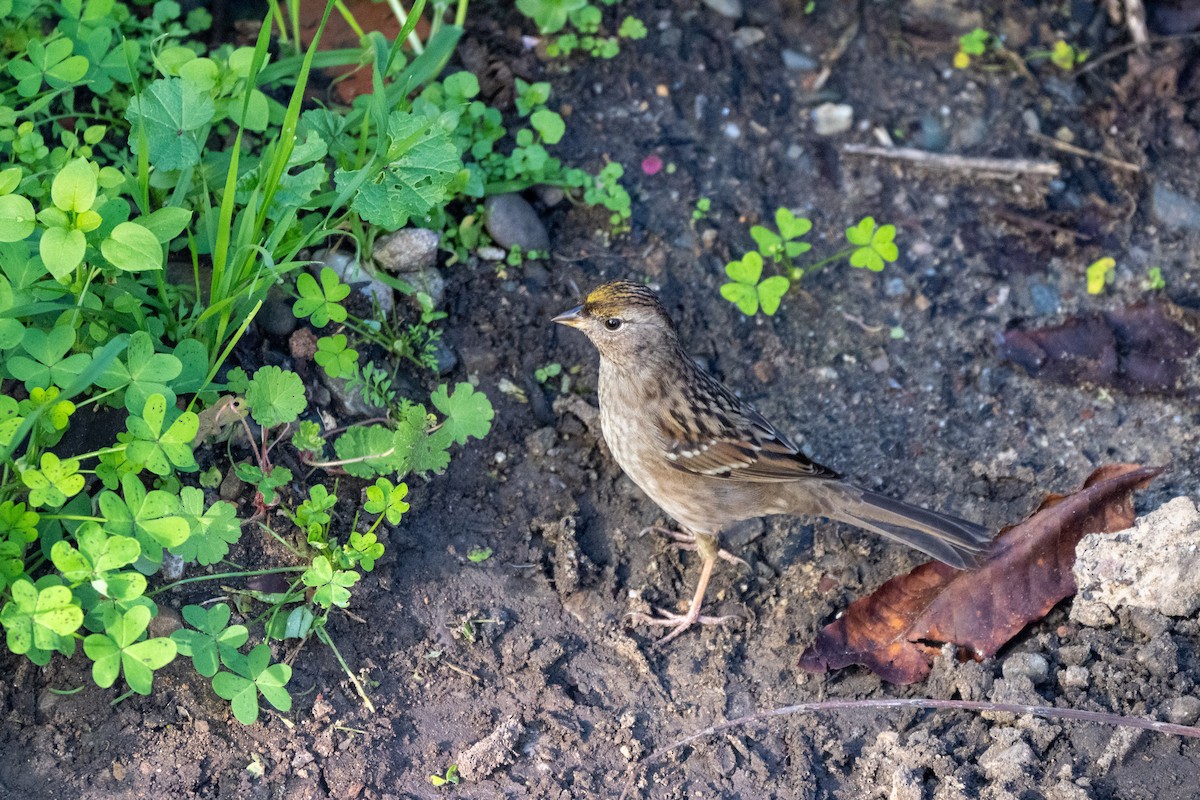 Golden-crowned Sparrow - ML646428296