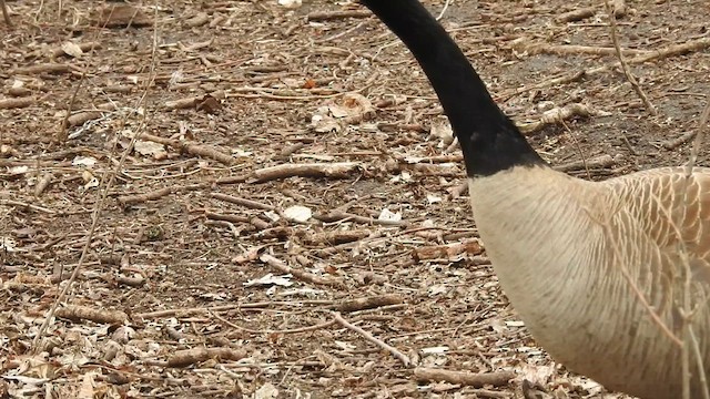 ברנטה קנדית - ML646428297